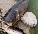«Это ужас»: жители Медвенки встревожены из-за мертвых рыб, найденных на берегу пруда