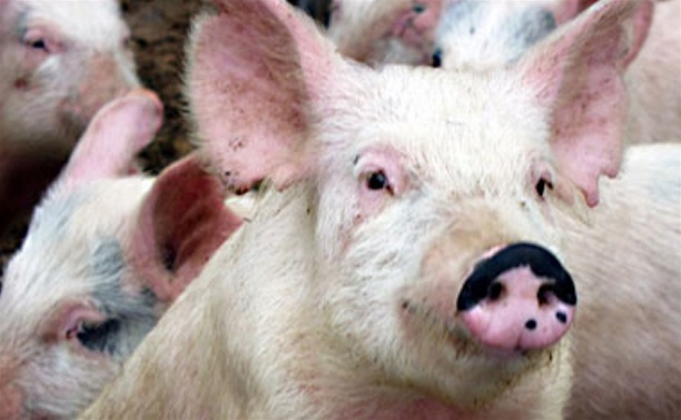 Риск распространения африканской чумы свиней оценят с помощью опросника