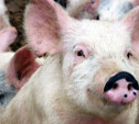 Риск распространения африканской чумы свиней оценят с помощью опросника