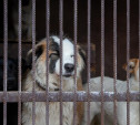 Отлов бездомных собак в Туле: особенности работы
