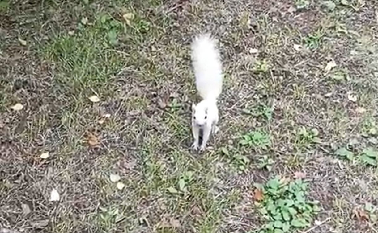 В Центральном парке заметили новое поколение белок-лейкистов