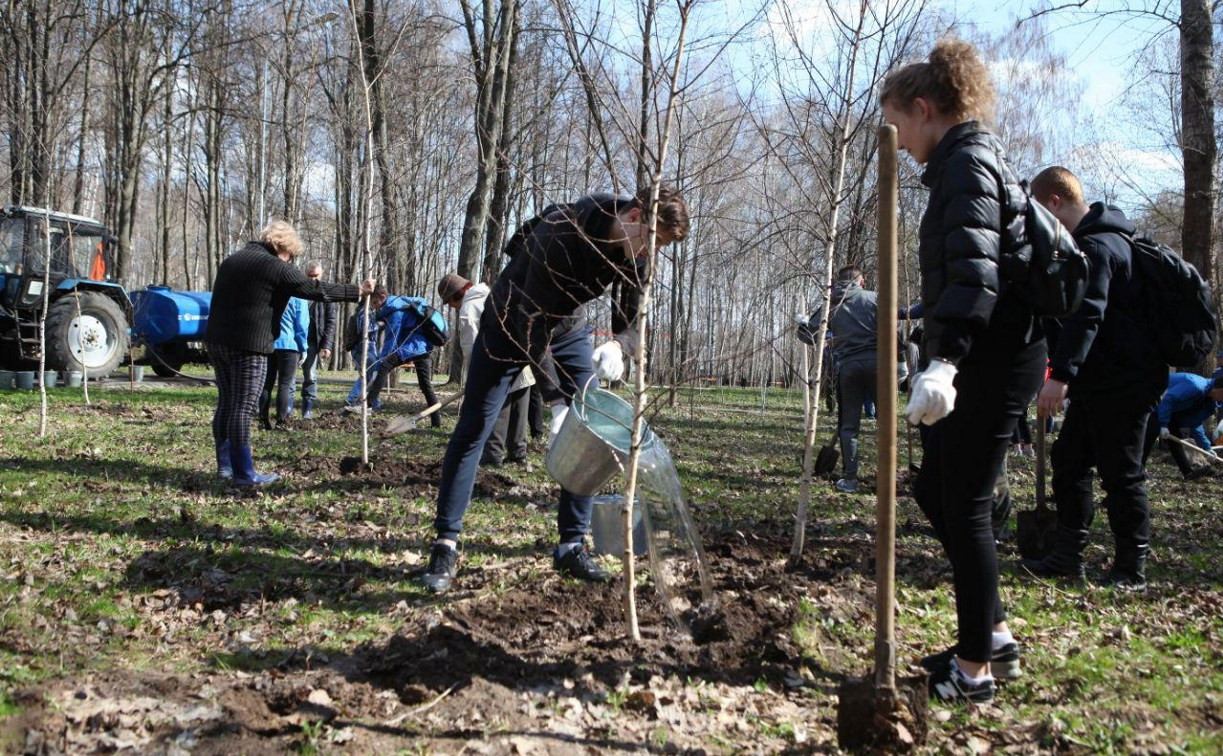 В Комсомольском парке Тулы высадили 100 берез
