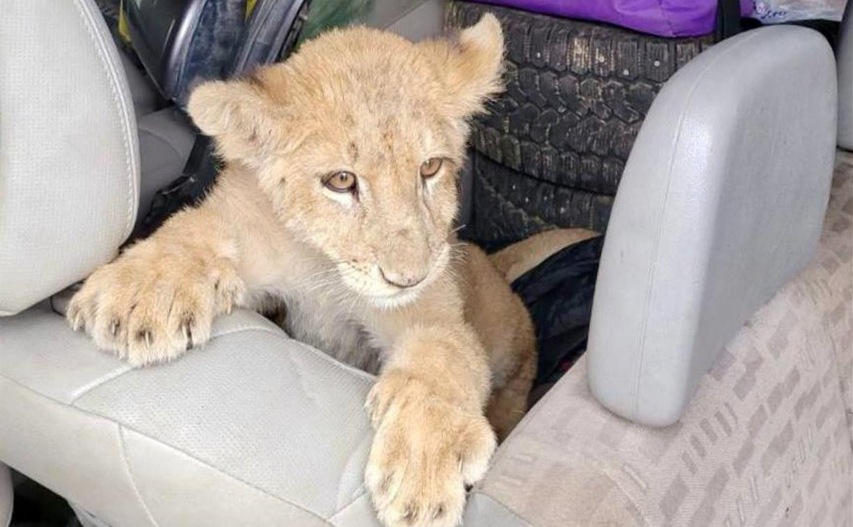 В Тулу привезли маленького львёнка, которого хотели незаконно вывезти из России