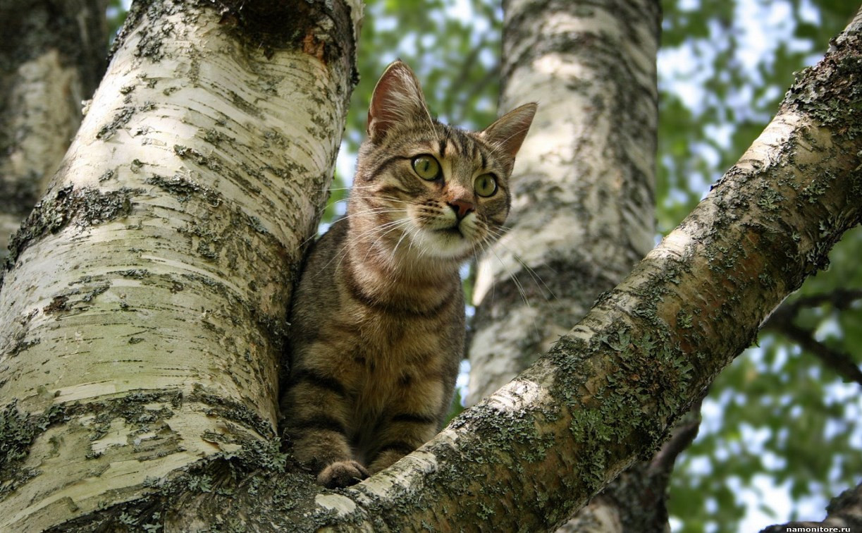 В Рогожинском парке на дереве уже неделю сидит кошка
