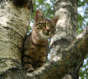 В Рогожинском парке на дереве уже неделю сидит кошка