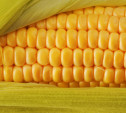 Россельхознадзор нашёл на плавском предприятии 40 тонн карантинной кукурузы 