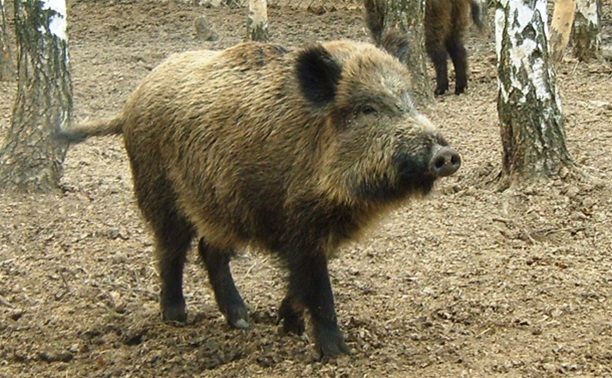 В Ленинском районе сняли карантин по африканской чуме свиней