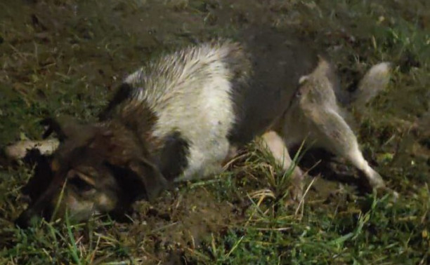 Туляки: «В Заречье на Гарнизонном проезде отстреливают собак!»