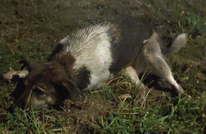 Туляки: «В Заречье на Гарнизонном проезде отстреливают собак!»