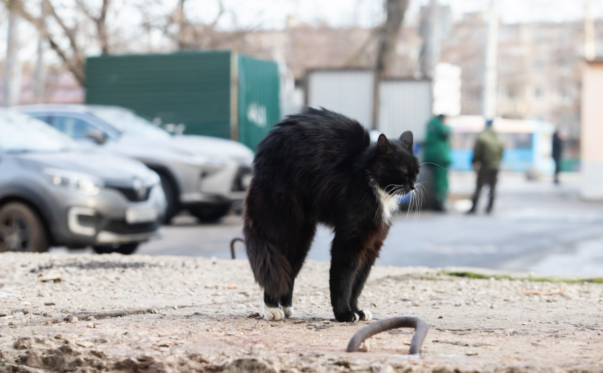 Погода в Туле 5 октября: облачно, небольшой дождь и до +15 