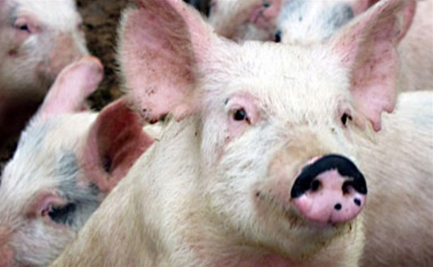 В Лазаревском Щекинского района массовый падёж свиней