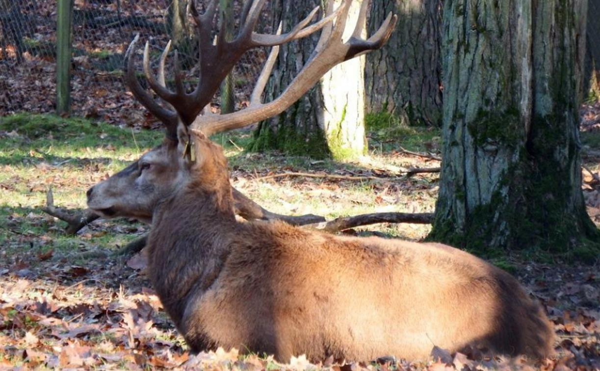 В Тульской области семеро браконьеров подстрелили самку благородного оленя: им грозит до пяти лет