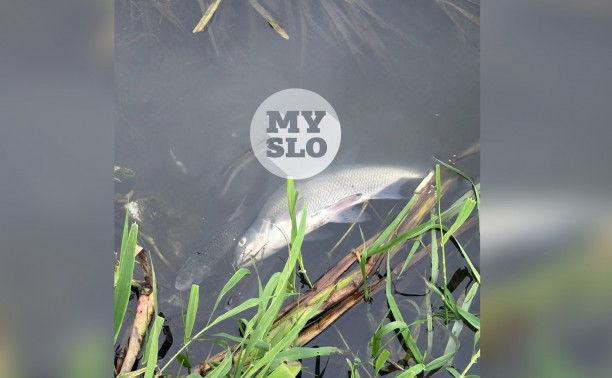 В деревне Барсуки в Упе массово погибла рыба: видео