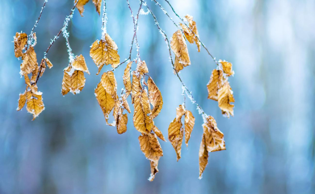В ночь на 1 октября в Тульскую область придут заморозки до -3
