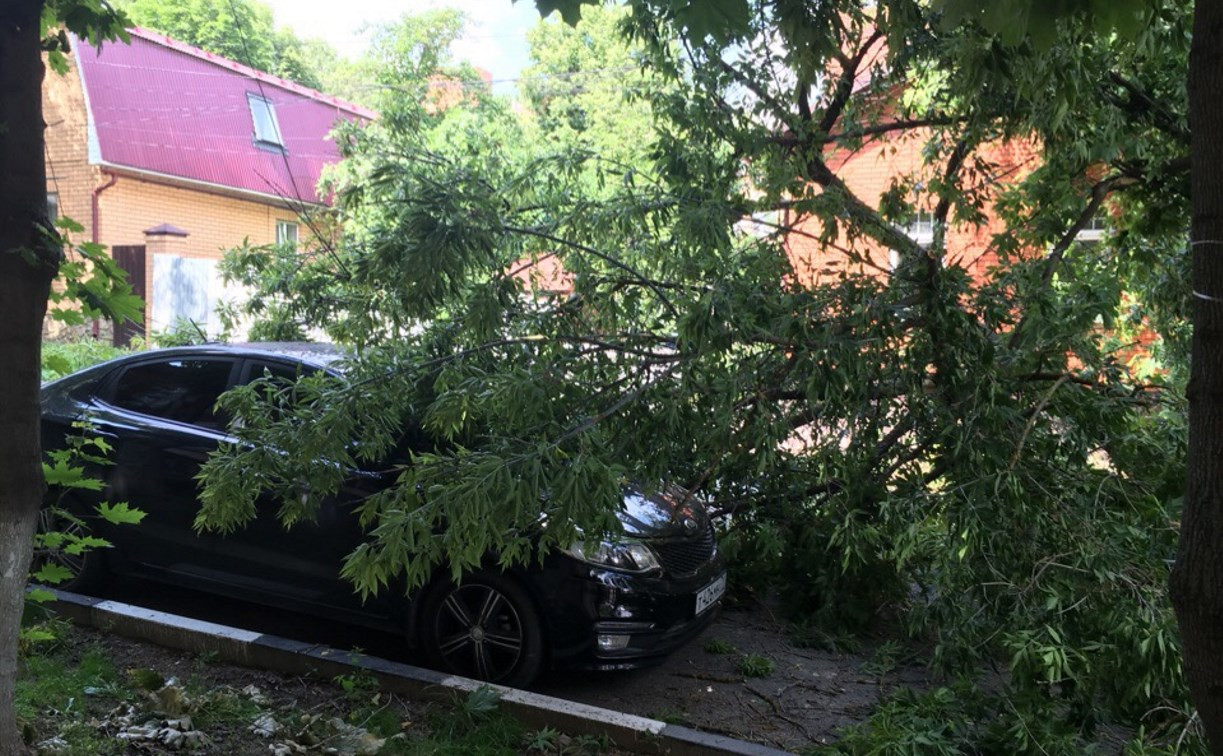 На улице Жуковского в Туле рухнувшее дерево перекрыло проезжую часть