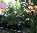 На улице Жуковского в Туле рухнувшее дерево перекрыло проезжую часть