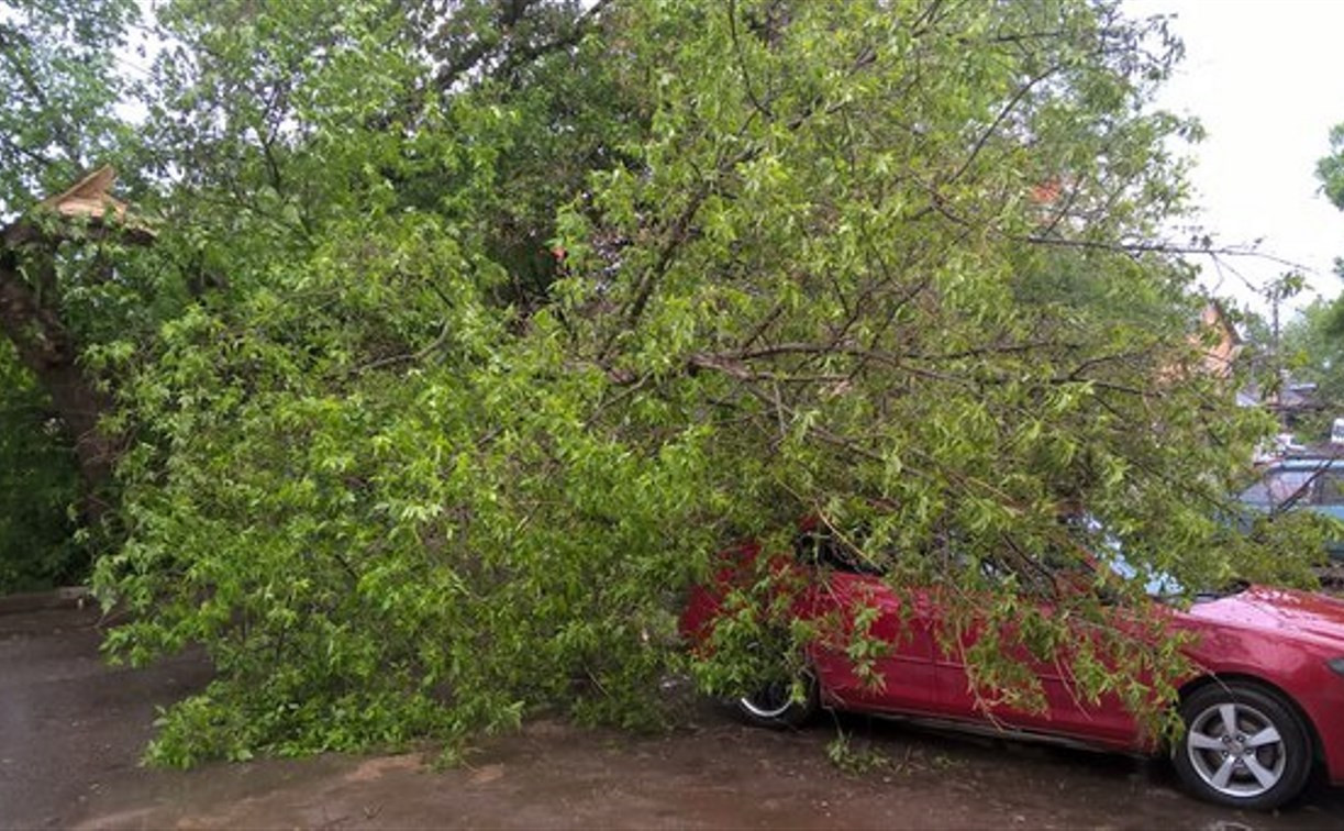 На ул. Комсомольской на автомобиль упало дерево
