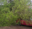 На ул. Комсомольской на автомобиль упало дерево