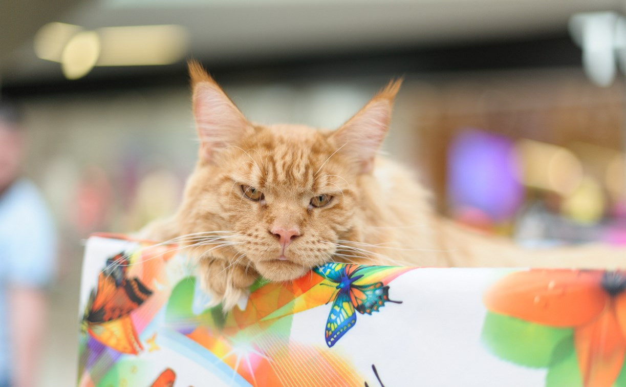 Выставка кошек в тульском «Макси»: Ломаем мимиметры!