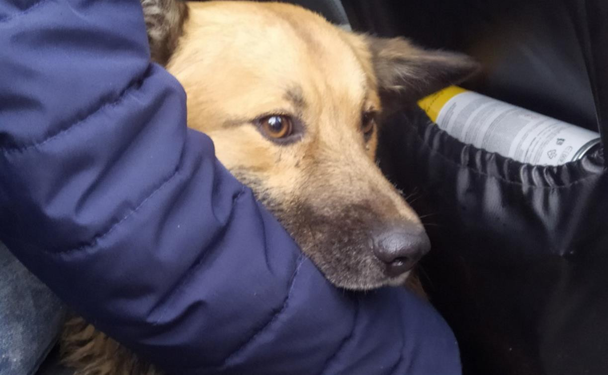 В Тульской области волонтеры спасли собаку из заброшенного отстойника