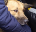 В Тульской области волонтеры спасли собаку из заброшенного отстойника