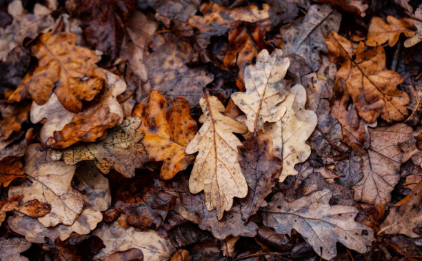 Погода в Туле 14 ноября: сухо и до 10 градусов тепла