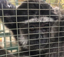 Концлагерь для животных в Туле: как выживают звери в передвижном зоопарке возле «Макси»
