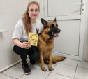 Зачем псу паспорт: в тульской ветлечебнице показали, как чипируют собак по новому закону