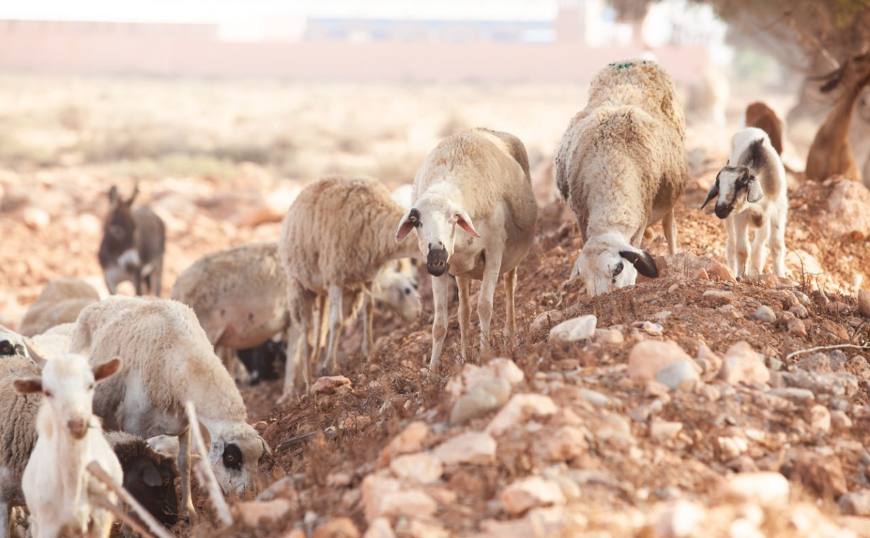 Стадо овец уничтожило соседский участок в Богородицке