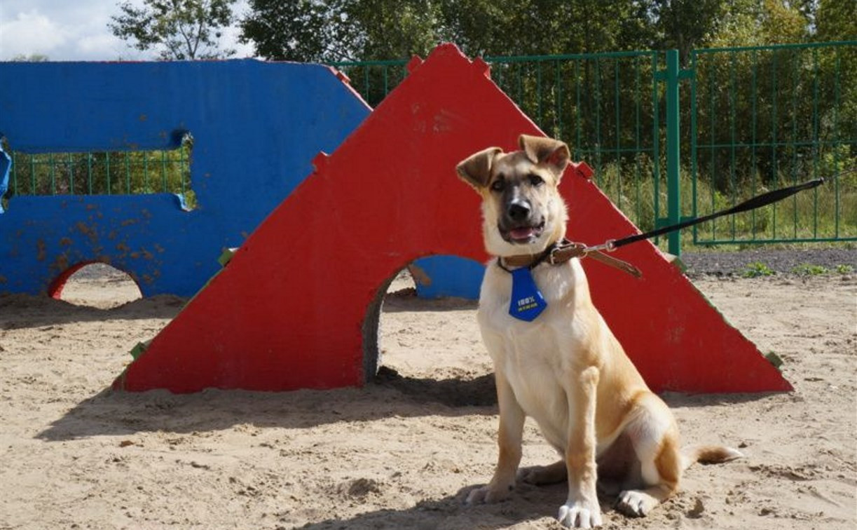 В Тульской области площадки для выгула собак можно сделать по «Народному бюджету»