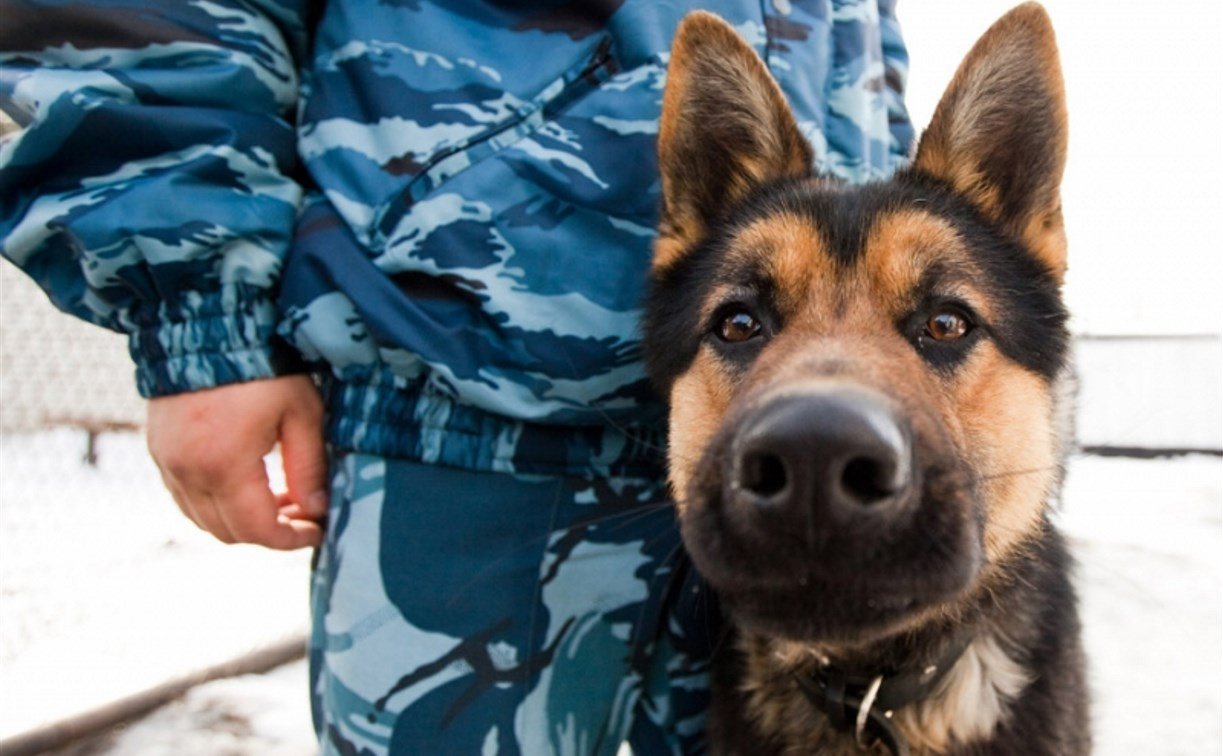 В Кимовске служебная собака помогла найти дачных воров 