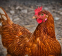 В Тульской области в июне не зафиксировано вспышек птичьего гриппа