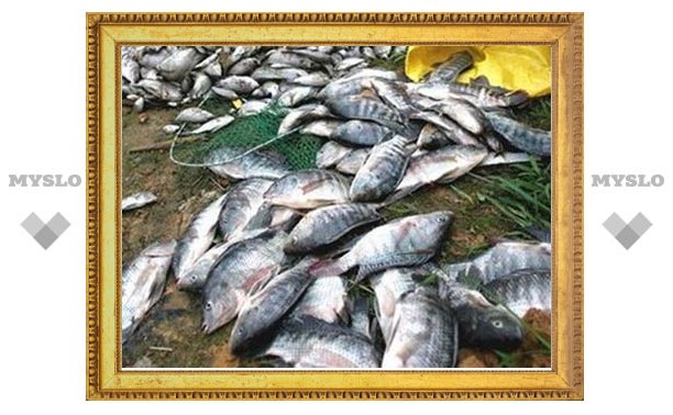 В водоемах Тульской области жара убивает рыбу