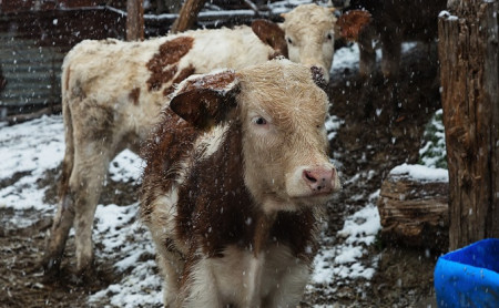 Жизнь Тулы и области