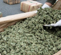 Жителя Богородицка приговорили к 4 годам за хранение 1,8 кг марихуаны