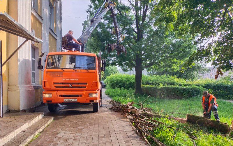 В Туле спилили дерево, разбившее окно в общежитии на проспекте Ленина 