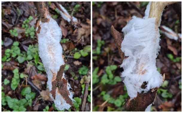 Туляк сфотографировал редкое природное явление — ледяные волосы
