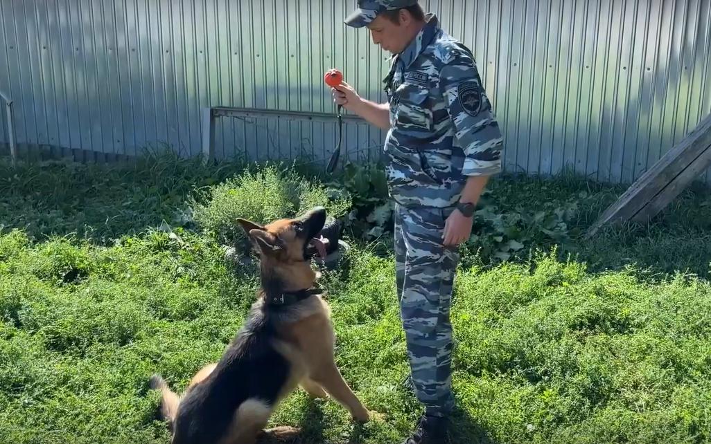 «Большинство проблем преодолено»: прибывший из зоны СВО пес Байкал начал курс дрессировки 