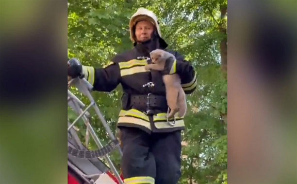 В Ясногорске пожарные спасли застрявшего на балконе кота: видео