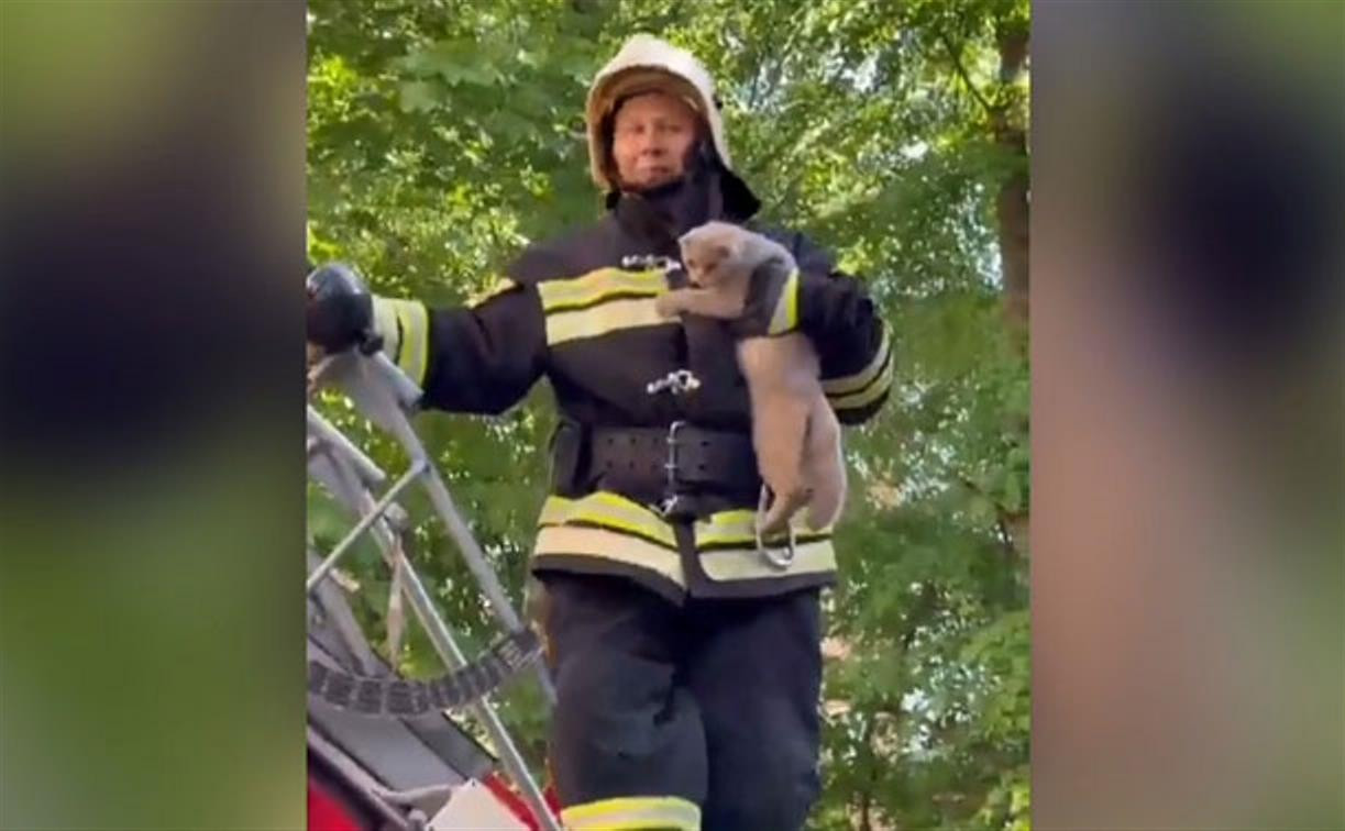 В Ясногорске пожарные спасли застрявшего на балконе кота: видео