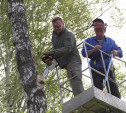 В Баташах Алексей Дюмин показал мастер-класс по опиловке и посадке деревьев