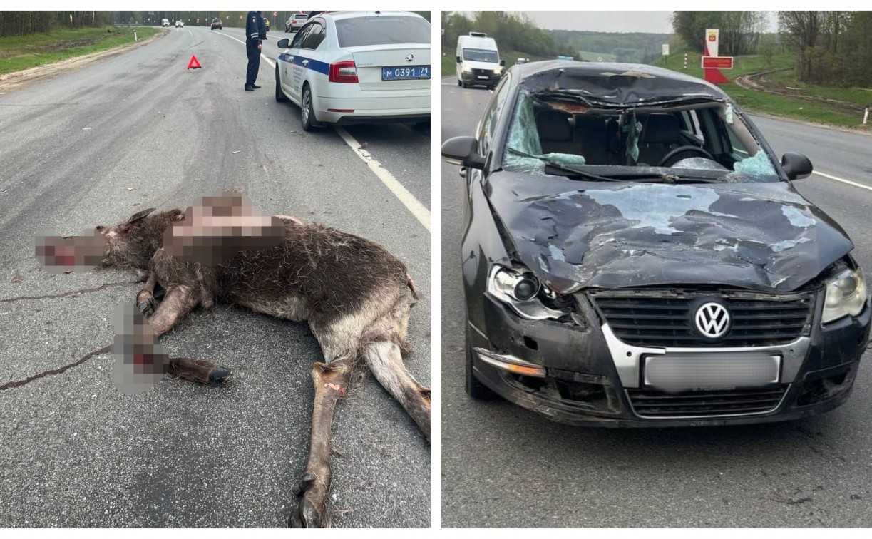 С начала года на дорогах Тульской области произошло 40 ДТП с участием животных