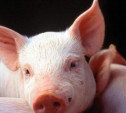 В Тульской области построят крупный свиноводческий комплекс