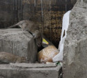 В Туле в доме на улице Кирова уничтожат крыс