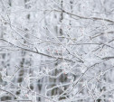 Погода в Туле 8 декабря: морозно и без осадков