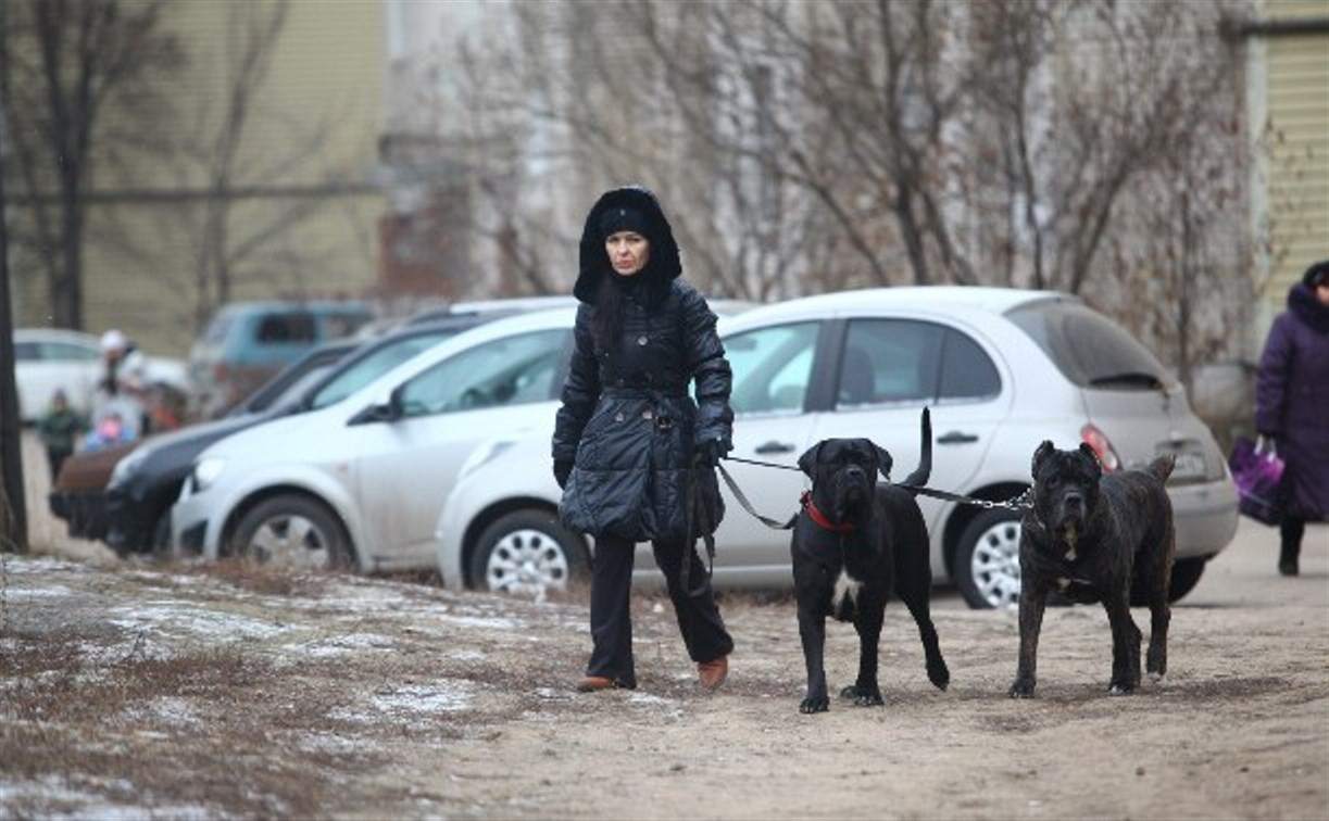 В России усовершенствуют законодательство о защите животных