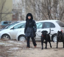 В России усовершенствуют законодательство о защите животных