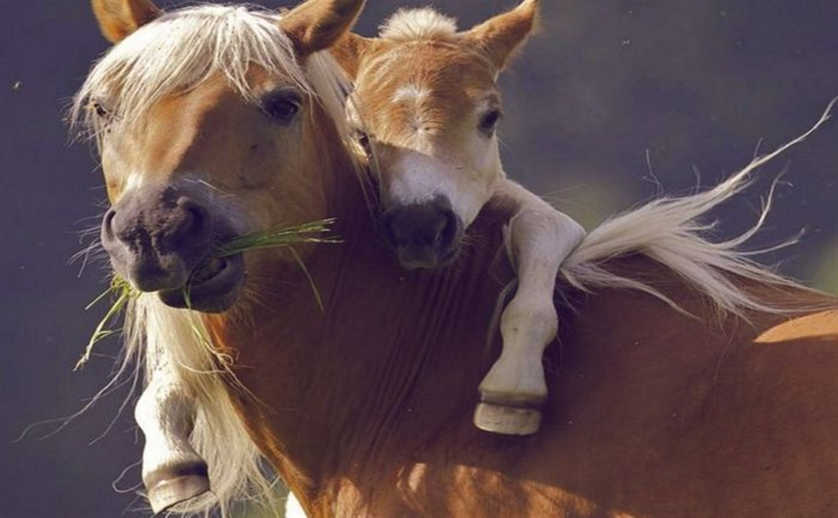 В Одоевском районе уголовник похитил лошадь и жеребенка
