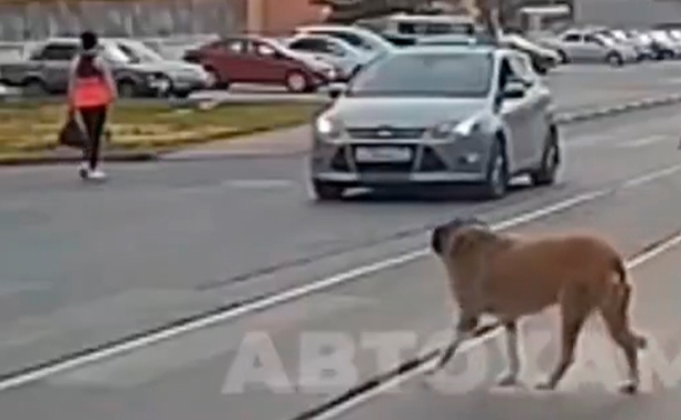 В Туле умный пес пытался перейти дорогу, но его не пропускали