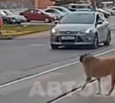 В Туле умный пес пытался перейти дорогу, но его не пропускали